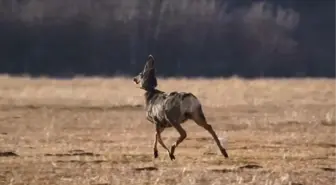 ABD'de 1200 Geyiğe GPS Tasma Takıldı