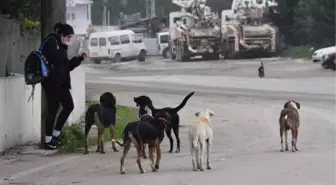 Ankara Valiliği, Sahipsiz Hayvanlarla İlgili Tedbirlerin Alınmasını İstedi