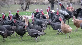 Bolu, Kandıra ve Eflani'de yetiştirilen hindilere yılbaşı öncesi talep arttı