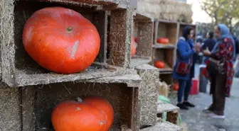 İran'da Şeb-i Yelda kutlamaları için pazarlar kuruldu