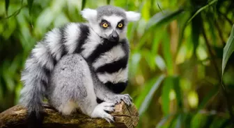 Lemurların nesli tükendi mi? Lemurlar nerede, kaç yıl yaşar?