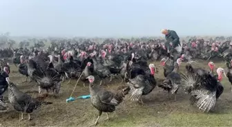 Geçen yıl kilosu 100 liraydı, bu yıl 350! Yılbaşı hindilerine yoğun ilgi var