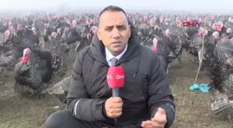 Tekirdağ'da Yılbaşı Hindisi Fiyatları Yükseldi