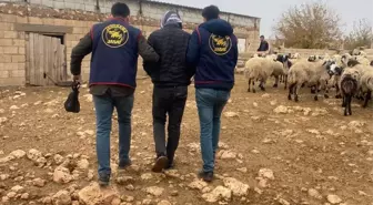 Mardin'de firari hükümlü yakalandı