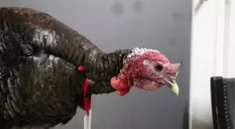 Tersanespor Okey Turnuvasında Şampiyon Belli Oldu