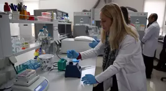 Kastamonu Üniversitesi, orman gülünden yenilebilir film ve yara kremi üretecek