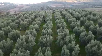 Osmaneli'de Zeytin Hasadı Devam Ediyor