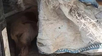 Tarsus'ta 10 köpek zehirlenerek öldürüldü