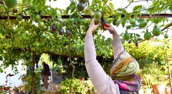 Mersin Büyükşehir Belediyesi Üreticilere Passiflora Fidesi Dağıtıyor