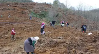 Giresun'da Maviyemiş ve Aronya Fidanı Dikimi Başladı