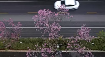 Albüm: Çin'in Yunnan Eyaletinde Kış Kirazı Çiçekleri Etkileyici Görüntüler Oluşturdu