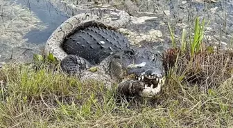 Florida'da dev timsah piton yılanını parçaladı