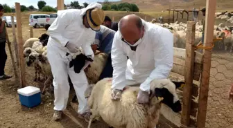 Talas Belediyesi Kırsal Mahallelere Tarım ve Hayvancılık Desteği Sağlıyor