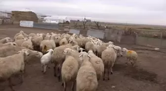 Küçükbaş Hayvancılıkta Üretici İşletmelerin Kapanması Devam Ediyor