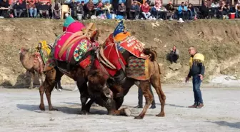 Köşk Belediye Başkanı, şehit haberleri nedeniyle Deve Güreşi Festivali'ni iptal etti