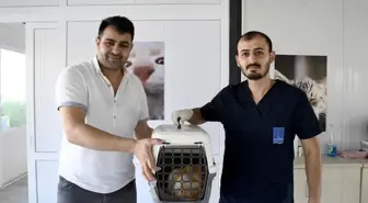 Kuşadası Belediyesi'nden Kedi Kısırlaştırma Merkezi hizmeti