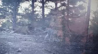 Mersin'de fotokapanla kaydedilen vaşağın görüntüleri