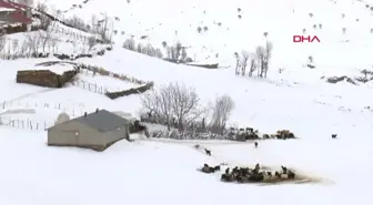 Muş'ta Yukarıyongalı köyü beyaz örtüyle kaplandı