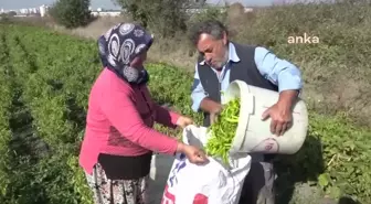 Nilüfer Belediyesi, Kentin Tamamında Toprak Analizleri ve Haritalandırma Yaptı