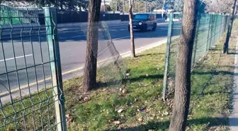 Ankara'da köpek saldırısından kaçan genç kıza araba çarptı