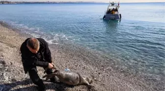 Antalya'da Yavru Akdeniz Foku Ölü Bulundu