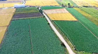 Samsun, Türkiye'nin en çok karnabahar üreten ili konumuna yükseldi