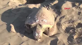 Sinop'ta Nesli Tükenmekte Olan Caretta Caretta Ölü Bulundu