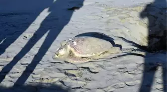 Sinop'ta ölü caretta caretta bulundu