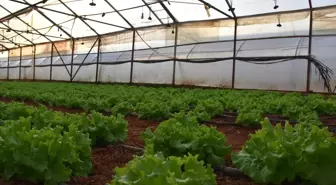 Trabzon'da 12 serada sebze üretimi