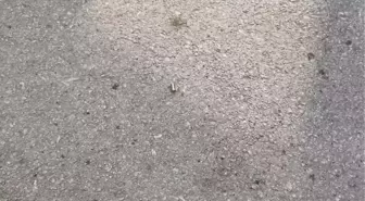İzmit'te köfteci dükkanında silahlı saldırı: 1 yaralı
