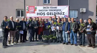 Mersin'de İncir Fidanı Dağıtım Töreni Gerçekleştirildi