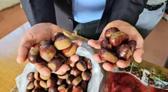 Aydın Kestanesi Üreticileri Çin Kestanesine Karşı Çıkıyor
