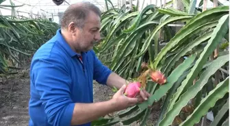 Bilecik'te Berber Mehmet Kılıç, Ejder Meyvesi Üretiminde Seri Üretime Geçti