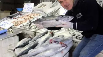 Sinop'ta avlanan torikler, tanesi 400 liradan alıcı buldu