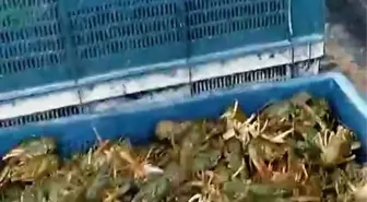 Isparta'da Kaçak Yollarla Avlanan 160 Kilogram Canlı Kerevit Ele Geçirildi