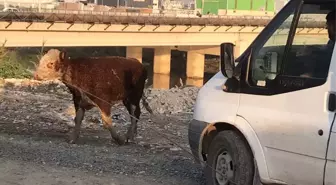 Antakya'da Asi Nehri'ne düşen büyükbaş hayvan kurtarıldı