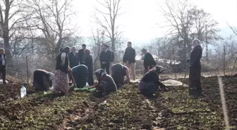 Bursa'nın Keles ilçesinde örnek salep bahçesi oluşturuldu