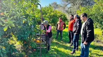 Havran'da Mandarina Hasadı Devam Ediyor
