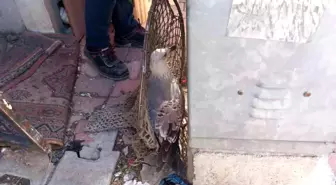 Çorlu'da mahsur kalan yaralı martı itfaiye ekiplerince kurtarıldı