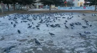 Ağrı, Ardahan ve Kars'ta Soğuk Hava Etkili Oluyor