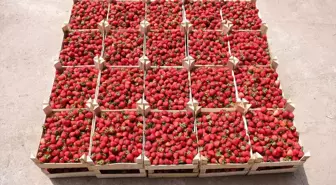 Sakarya Büyükşehir Belediyesi Tarım Projeleriyle Kaliteli Ürünler Elde Ediyor