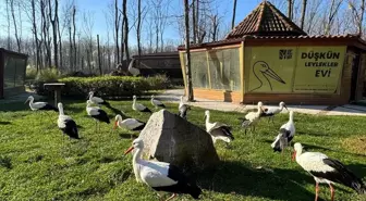 Avrupa'nın en büyük doğal yaşam parkı Ormanya, geçen yıl 5,2 milyon ziyaretçi çekti