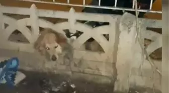 Elazığ'da sıkışan köpek itfaiye ekipleri tarafından kurtarıldı