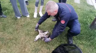 İtfaiye eri, derede çırpınan martıyı kurtarmaya çalıştı