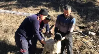 Denizli'de Su Kuyusuna Düşen Hayvan Kurtarıldı