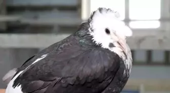 Bayburt Güvercini: Türk Fısıldayıcısı