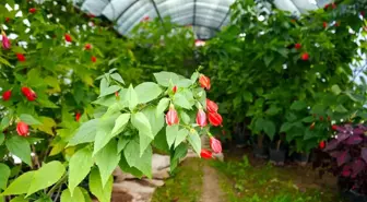 Tarsus Belediyesi, Fidan ve Çiçek Üretimiyle Yeşil Alanları Güzelleştiriyor