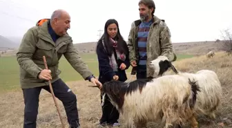 Yahşihan Belediyesi, Üniversite Mezunu Çobanı İşe Aldı