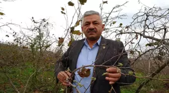 Mevsim Normallerinin Üzerindeki Sıcaklık Fındık Üretimini Tehlikeye Sokuyor