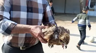Gaziantep'te Yaralı Kızıl Şahin Tedavi Altına Alındı